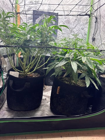 Purple Wedding Glue — flower, day 3