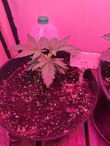 lil babies  — vegetative, day 1