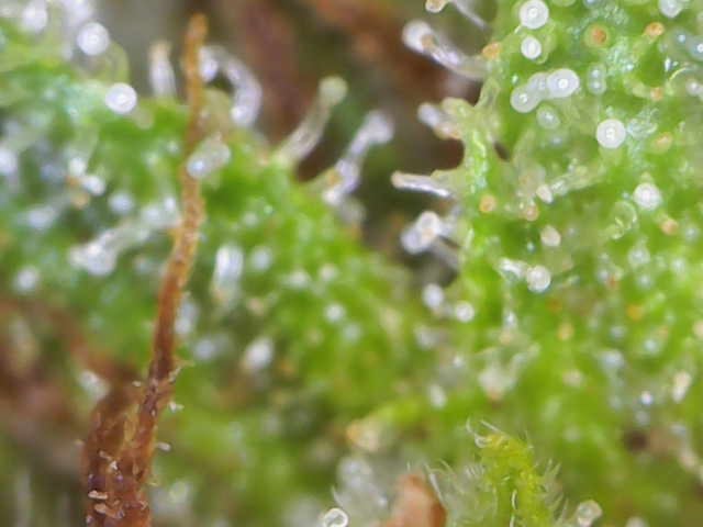 Bruce Banner — flower, day 20