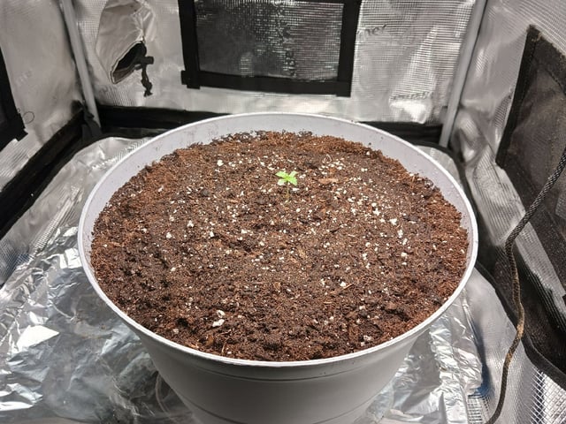 Gorilla Sherbert Feminized From Blimburn Seeds  — seedling_rooting, day 7