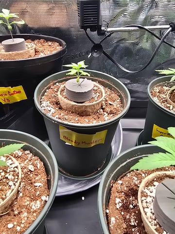 Bloody Mandarin Rainbow — vegetative, day 2
