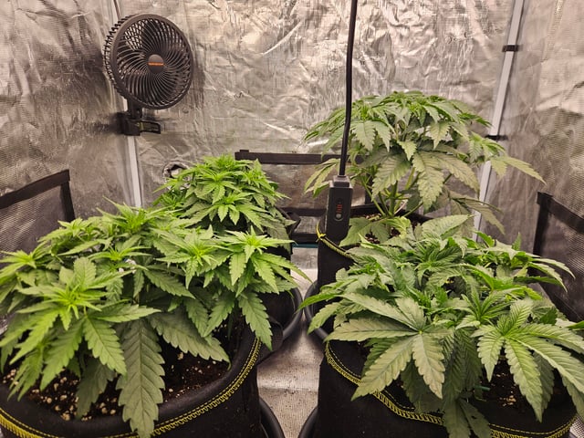 Double Trouble  — vegetative, day 30