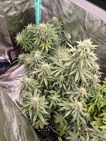 Lemon Cherry Cookies, Purple Haze and Strawberry Gorilla Grows — flower, day 87