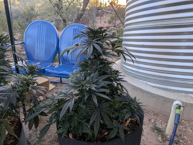 October Start — flower, day 127