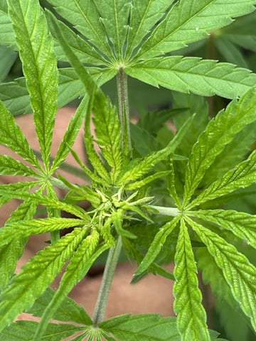 2026 Outdoor — flower, day 80