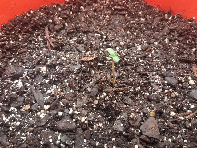 mendo breath-white widow-pilot light — seedling_rooting, day 9