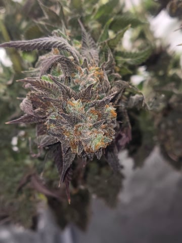 First Grow — harvest, day 131