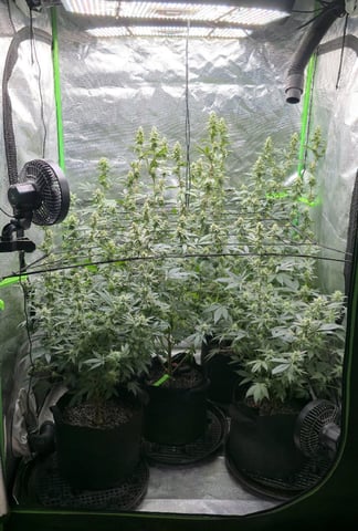 SGC And GWS Clones