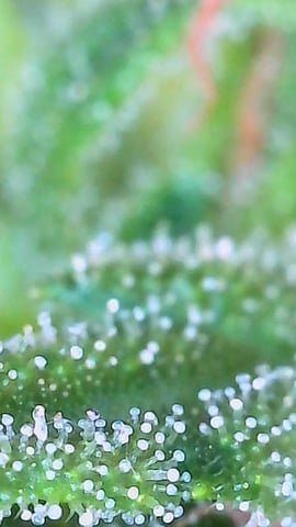 First ever grow — flower, day 73