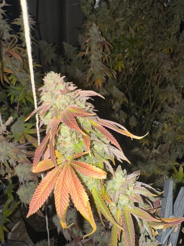Hollywood Headband and LimeHeads  — harvest, day 171