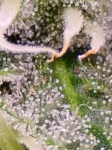 Northern lights #10 (Alaska) — flower, day 69