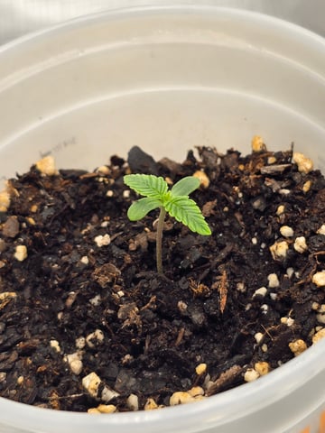 Northern lights #10 (Alaska) — seedling_rooting, day 1