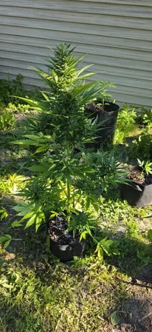 Watermelon Auto — flower, day 71