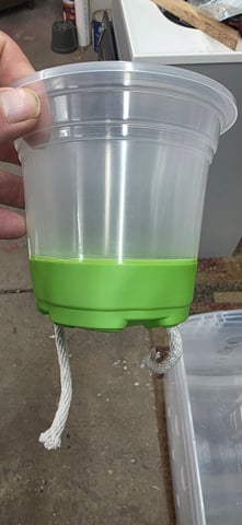 Girl Scout Cookies  — vegetative, day 15