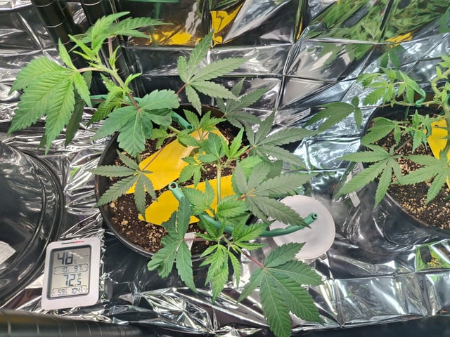 III — seedling_rooting, day 42