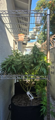 Mystery Weed Plant — flower, day 142