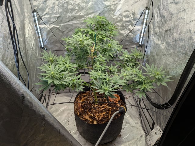 White Widow? — flower, day 29