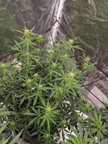 Seedman mix auto & seedman mix auto & GodFather OG — auto, day 67