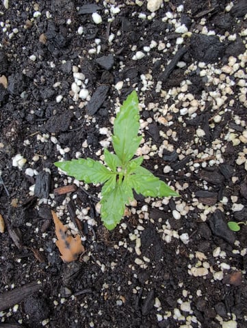Gorilla Cookies Auto — seedling_rooting, day 7