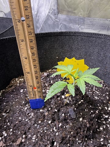 Grow #2 — vegetative, day 30