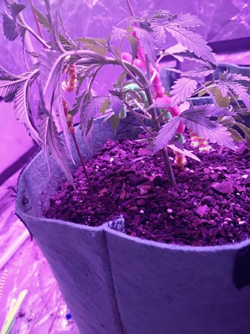 First autos  — vegetative, day 30