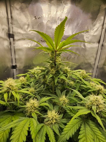 Mimosa Bruce Banner XL — flower, day 52