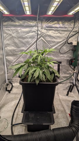 Lemon Cherry Gelato Auto — flower, day 39
