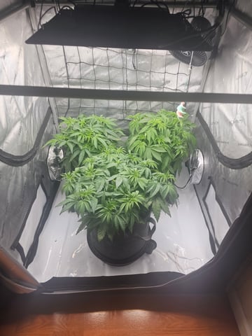 ethos genetics  — vegetative, day 36