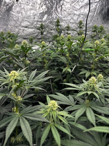 Pink Passion Fruit — flower, day 70