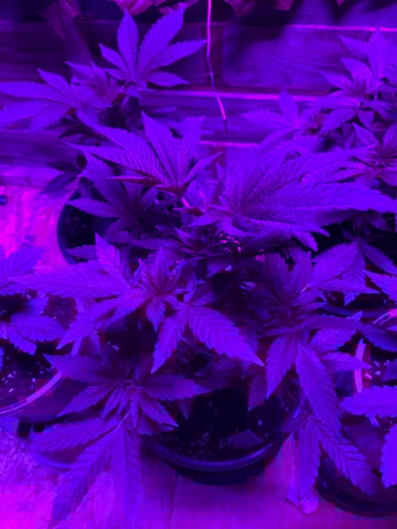 white runtz first grow  — vegetative, day 21