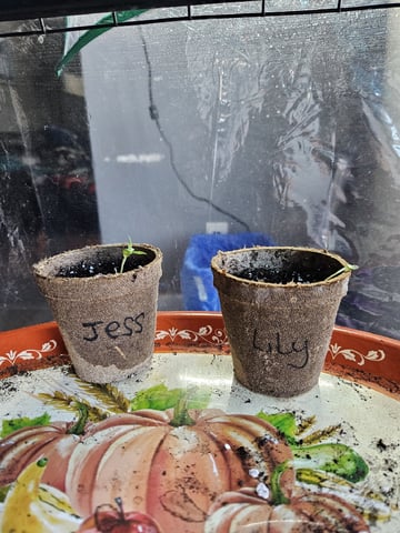 Blue Jamacian (Jess) — seedling_rooting, day 13