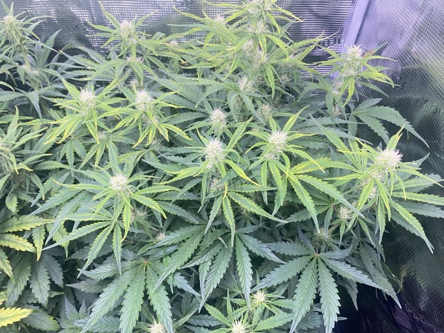 Auto Run #1 2025-2026 — flower, day 63