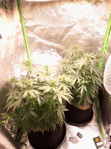 Pineapple Chunk/Runtz — flower, day 83