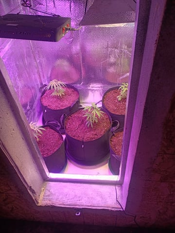 grow por vida — grow_setup, day 1