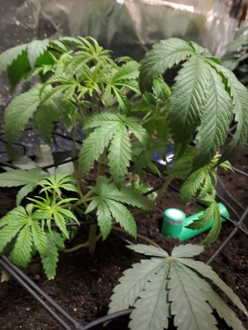 Banana Purple Punch & Rainbow Showers — vegetative, day 48