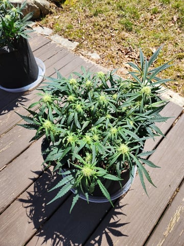 Autoflower grow. my first grow  — flower, day 46