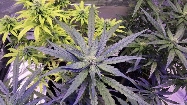 Amnesia Haze Run — flower, day 59