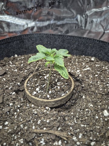 Grow 1 2026 Dream Widow — vegetative, day 18