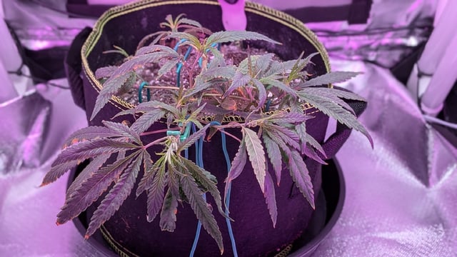 Dolly — vegetative, day 20
