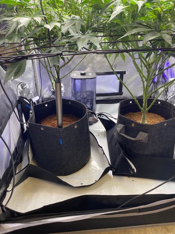 E Grow  — flower, day 5