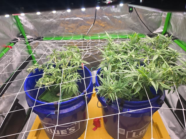 Fastbuds Autoflower Run — flower, day 49