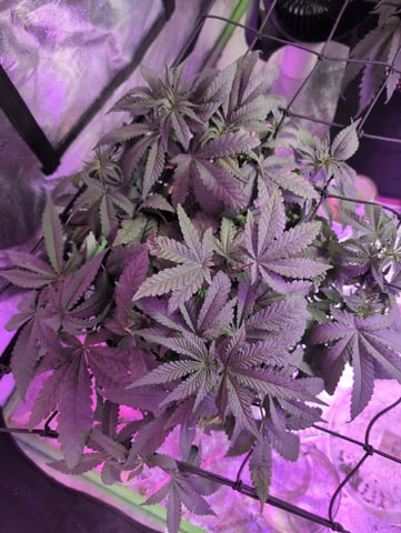 2025-26 — vegetative, day 39