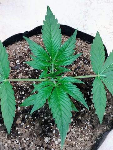 Ten G's — vegetative, day 14