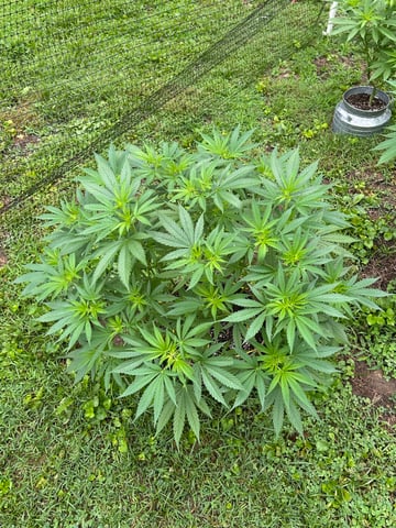 2026 Outdoor — vegetative, day 71