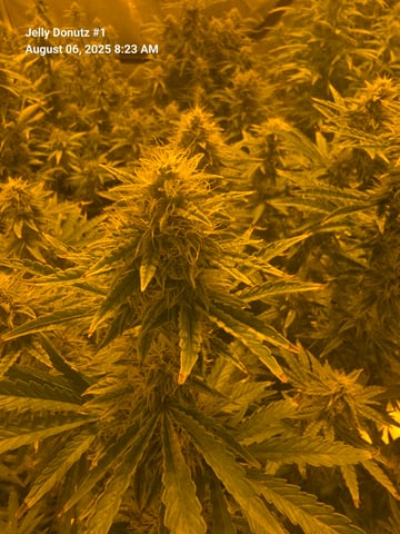 2nd Autoflower Indoor Grow — flower, day 72