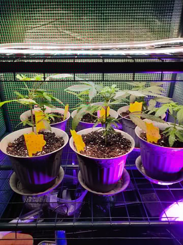 missing pieces — vegetative, day 34