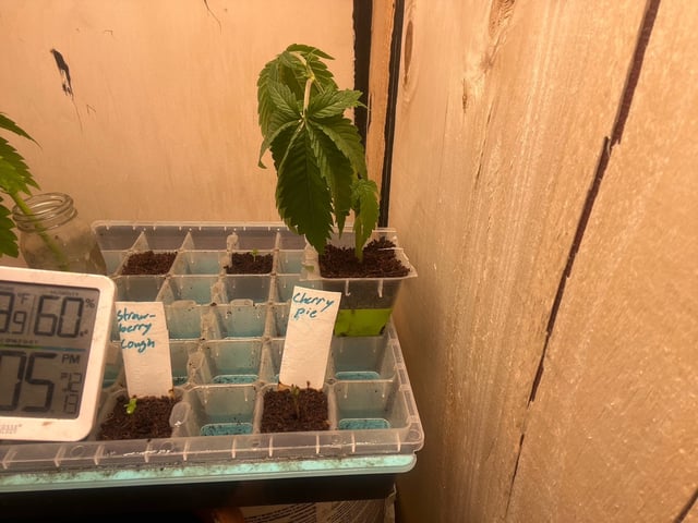 AK Clone — seedling_rooting, day 5