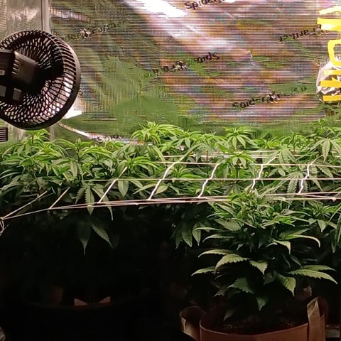 TentPlantLightFan — vegetative, day 72