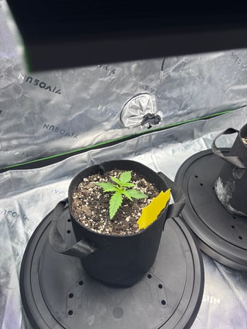 Fall 2025 Grow — vegetative, day 15