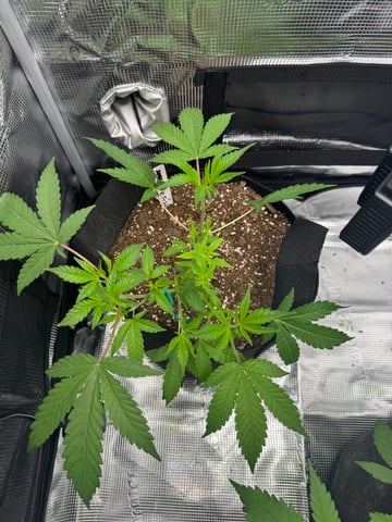  Trying to go big — vegetative, day 58